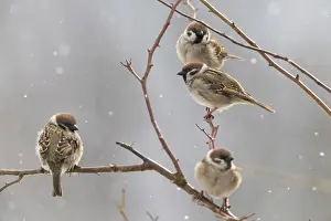 Drucke von Baummeise, Passer Montanus, Meise, Baummeise, Vögel, Passeri, Singvögel, Meise, Meise ,Meise ,Meise ,Meise ,Vögel Montanus Drucke: Baummeise, Passer Montanus, Lerche