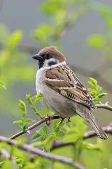 Drucke von Baummeise, Passer Montanus, Meise, Vögel, hoher Größe, Portraitformat, Passeri , Singvögel , Meise , Meise , Meise , Meise ,Meise ,Vögel Montanus Drucke: Baummeise, Passer Montanus, Spatz