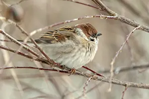 Drucke von Baummeise, Passer Montanus, Meise, Baummeise, Vögel, Passeri, Singvögel, Meise, Meise ,Meise ,Meise ,Vögel Montanus Drucke: Baummeise, Passer Montanus, Spatz