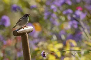 Drucke von Baummeise, Passer Montanus, Meise, Baummeise, Vögel, Garten, Passeriformes , Singvögel , Meise , Meise , Meise , Meise Vögel Montanus Drucke: Baummeise, Passer Montanus, Spatz