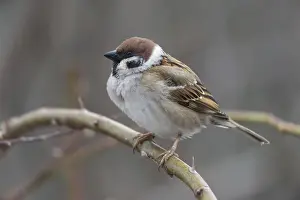 Drucke von Baummeise, Passer Montanus, Meise, Baummeise, Vögel, Männchen, Passeri , Singvögel , Meise , Meise , Meise , Vögel Montanus Drucke: Baummeise, Passer montanus, Spatz.