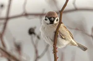 Drucke von Baummeise, Passer Montanus, Meise, Baummeise, Vögel, Passeri, Singvögel, Meise, Meise, Meise ,Meise ,Meise ,Vögel Montanus Drucke: Baummeise, Passer Montanus, Spatz