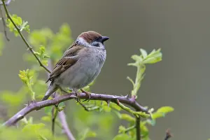Drucke von Baummeise, Passer Montanus, Meise, Baummeise, Vögel, Passeri, Singvögel, Meise, Meise ,Meise ,Meise ,Vögel Montanus Drucke: Baummeise, Passer Montanus, Lerche