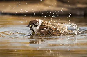 Drucke von Baummeise, Passer Montanus, Lerche, Baummeise, Badewanne, Vogelbad, Vögel, Passeri , Singvögel , Lerche , Lerche , Lerche , Wasserstelle Feldsperling Drucke: Baummeise, Passer Montanus, Lerche