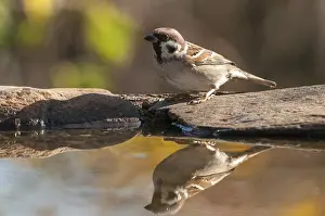 Drucke von Baummeise, Passer Montanus, Spatz, Baummeise, Badewanne, Vogelbad, Vögel, Passeri , Singvögel , Spatz , Spatz ,Spitzmaus Wasserstelle Montanus Drucke: Baummeise, Passer Montanus, Spatz