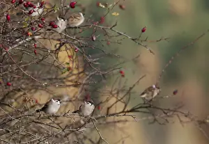 Drucke von Baummeise, Passer Montanus, Lerche, Baummeise, Herbst, Vögel, Hecke, Herbst, Passeri , Singvögel , Lerche , Lerche , Lerche , Lerche ,Lerche ,Lerche LERCHEN Feldsperling Drucke: Baummeise, Passer Montanus, Amsel