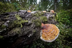 Moss Grown Tree Trunk Drucke: Tree sponge, mossy tree trunk lying on the ground