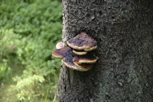 Deserted Tree Trunk Drucke: Tree sponge, tree porling, sponge