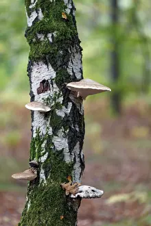 Birch Tree Germany Drucke: Tree sponges on a birch tree, Germany