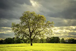Cornfield Landscape Photography Drucke: A tree in spring in a cornfield