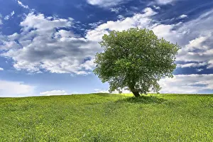Northern Europe Trees Drucke: Tree on spring meadow