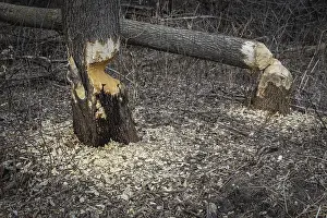 Beaver Damage Drucke: A tree still standing by a fallen tree after the workings of a beaver with gnawed sections