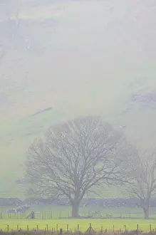 Cumbria Nature Reserve Drucke: A tree standing in a pasture in the mist