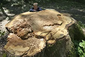 Environmental Protection Images Drucke: Tree stump with a child