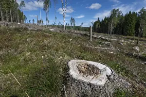 Uninhabited Forest Landscape Drucke: Tree stump, cleared forest area