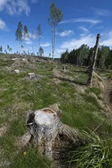 Scandinavian Forest Landscape Drucke: Tree stump, cleared forest area