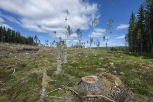 Tree Stump In Woods Drucke: Tree stump, cleared forest area