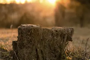Central Europe Evening Sky Drucke: Tree stump in the sunset in the Black Forest