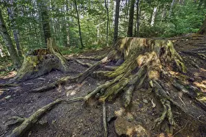 Central Europe Travel Destinations Drucke: Tree stumps on the stony path to the Teufelskuche (Devil's Kitchen)