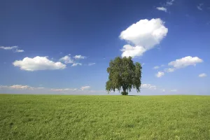 Gerahmter Druck : Baum in einer Sommerkulisse mit weißen Wolken. Gerahmter Druck : Baum in einer Sommerkulisse mit weißen Wolken.