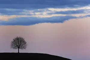 Sunset Landscape Drucke: Tree at sunset