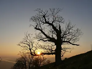 Deserted Alpine Scenery Drucke: Tree, sunset, evening sun, evening sky