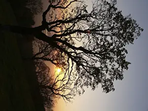 Switzerland Alps Landscape Drucke: Tree, sunset, evening sun, evening sky