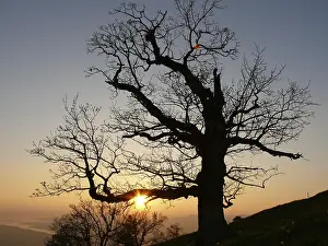 Atmospheric Mountain Landscapes Drucke: Tree, sunset, evening sun, evening sky