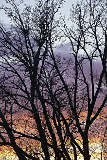 Uninhabited Evening Scene Germany Drucke: Tree with sunset, Hesse, Germany