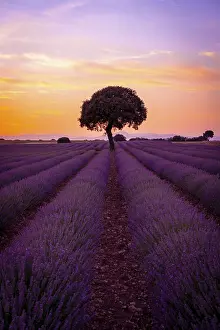 Evening Landscape Photography Drucke: A tree at sunset in a lavender field