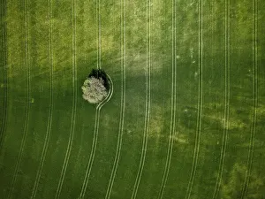 Drucke von Baum umgeben von grünen Feldern mit Luftlinienmustern, Luftaufnahme, Drohne, Amberg, Neumarkt, Oberpfalz, Bayern, Deutschland Luftaufnahme Drucke: Baum umgeben von grünen Feldern mit Luftlinienmustern.