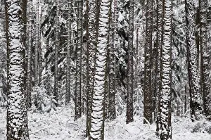 Snowy Landscape Drucke: Tree, trees, coniferous forest