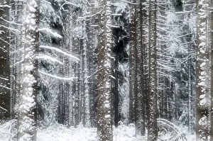 Snowy Countryside Scene Drucke: Tree, trees, coniferous forest