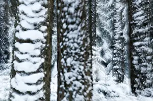 Snowy Landscape Drucke: Tree, trees, coniferous forest