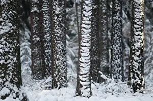 Coniferous Forest Drucke: Tree, trees, coniferous forest