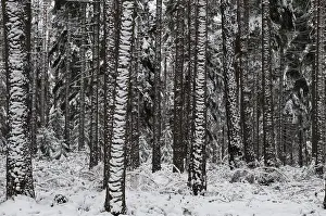 Coniferous Tree Drucke: Tree, trees, coniferous forest