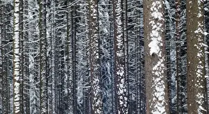 Wintry Nature Scene Drucke: Tree, trees, coniferous forest