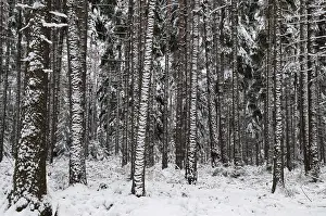 Coniferous Tree Drucke: Tree, trees, coniferous forest
