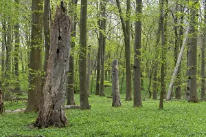 Natural Environment Photo Drucke: Tree, trees, deadwood, spring, cave tree