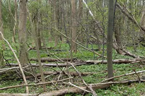 Deciduous Forest Drucke: Tree, trees, deadwood, spring, deciduous forest