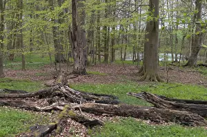 Deciduous Forest Drucke: Tree, trees, deadwood, spring, deciduous forest