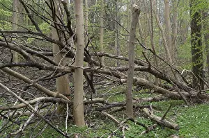 Deciduous Forest Drucke: Tree, trees, deadwood, spring, deciduous forest