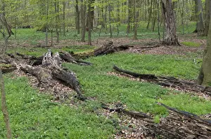 Deciduous Forest Drucke: Tree, trees, deadwood, spring, deciduous forest