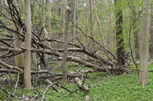 Deciduous Tree Landscape Drucke: Tree, trees, deadwood, spring, deciduous forest