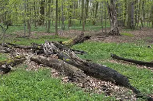 Deciduous Tree Photography Drucke: Tree, trees, deadwood, spring, deciduous forest