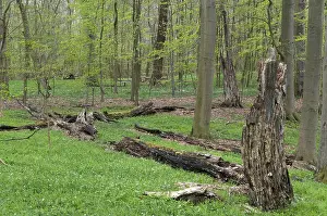 Deciduous Forest Drucke: Tree, trees, deadwood, spring, deciduous forest