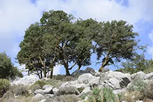 Mountainous Region Landscape Drucke: Tree, trees, group of trees, landscape