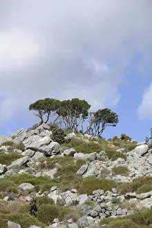 Greek Countryside Scenery Drucke: Tree, trees, group of trees, landscape