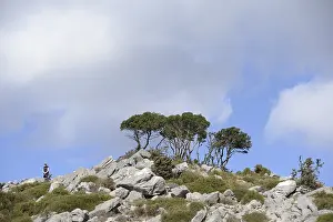 Alpine Mountain Range Drucke: Tree, trees, group of trees, landscape
