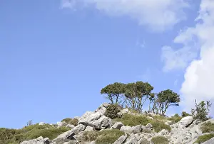 Mountain Chain Landscape Drucke: Tree, trees, group of trees, landscape